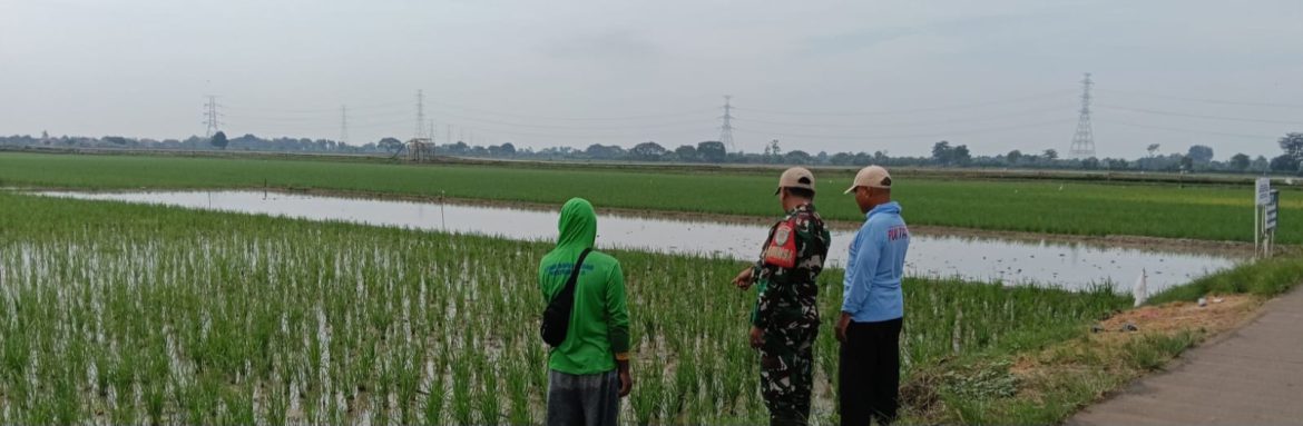 Babinsa Koramil 1611/Losarang Monitoring dan Pendampingan LTT Padi di Desa Puntang