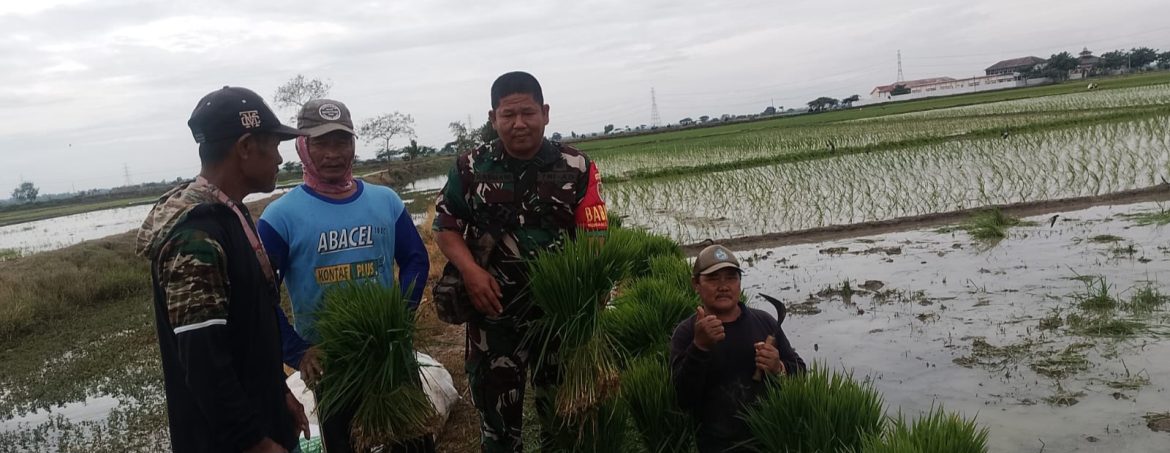 Anggota Koramil 1611/Losarang Laksanakan Monitoring dan Pendampingan Pertanian di Desa Puntang