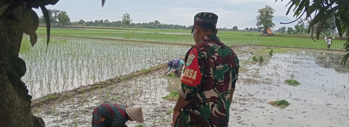 Anggota Koramil 1608/Karangampel Laksanakan Pendampingan Pertanian LTT di Desa Dukuh Jeruk