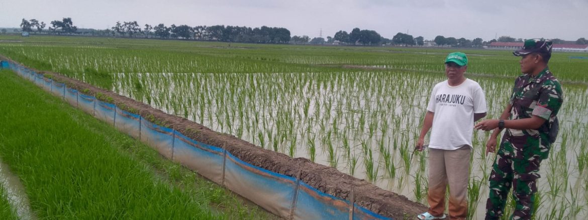 Babinsa Koramil 1605/Sukagumiwang Monitoring dan Pendampingan Pertanian di Desa Tegal Wirangrong