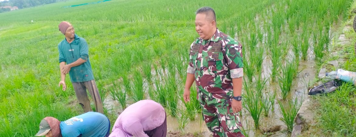 Anggota Koramil 1605/Sukagumiwang Monitoring dan Pendampingan Pertanian di Desa Sukagumiwang