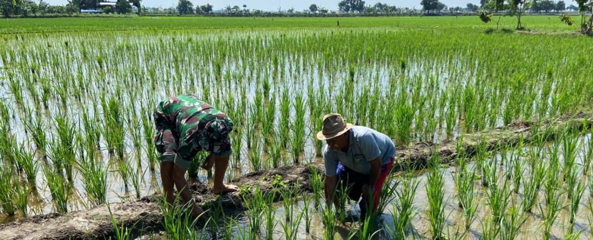 Babinsa Koramil 1605 Sukagumiwang Monitoring dan Dampingi Petani di Desa Jengkok