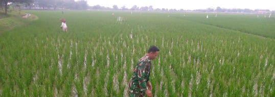Anggota Koramil 1603/Lohbener Laksanakan Pendampingan Pertanian di Desa Tawangsari