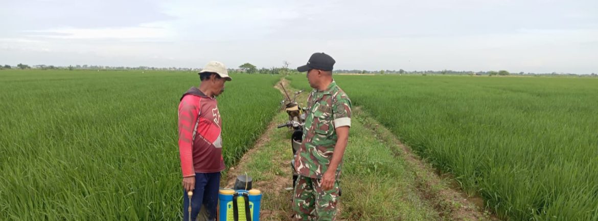 Anggota Koramil 1611 Losarang Laksanakan Pendampingan Pertanian di Desa Ranjeng