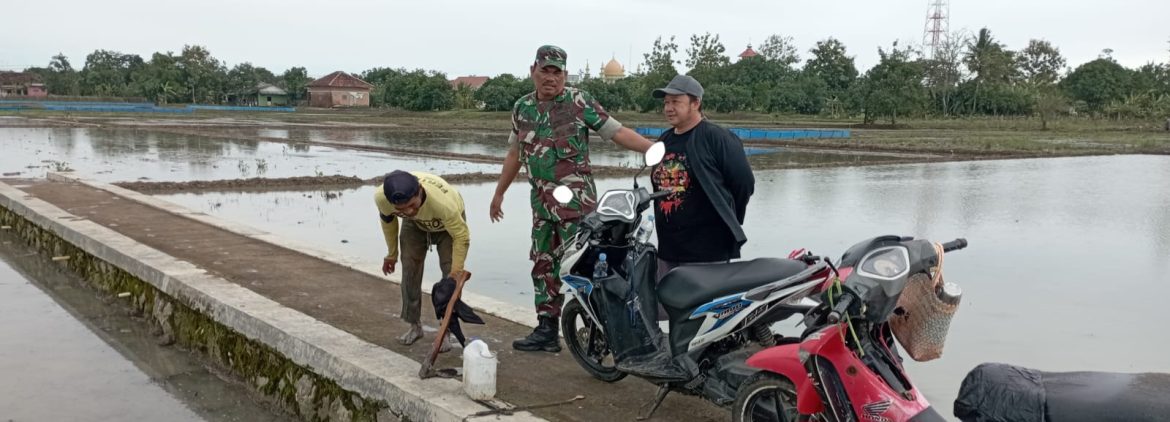 Babinsa Koramil 1605 Sukagumiwang Laksanakan Monitoring dan Pendampingan Pertanian di Desa Tenajar Lor