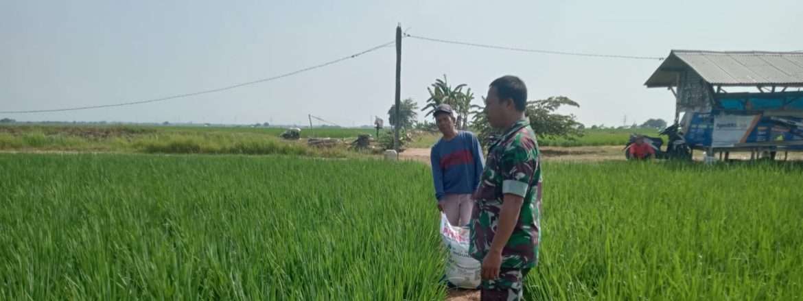 Anggota Koramil 1605/Sukagumiwang Monitoring dan Pendampingan Pertanian Desa Jambe