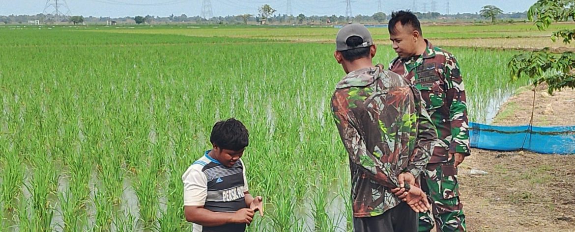 Anggota Koramil 1605 Sukagumiwang Monitoring dan Pendampingan Pertanian di Desa Kliwed