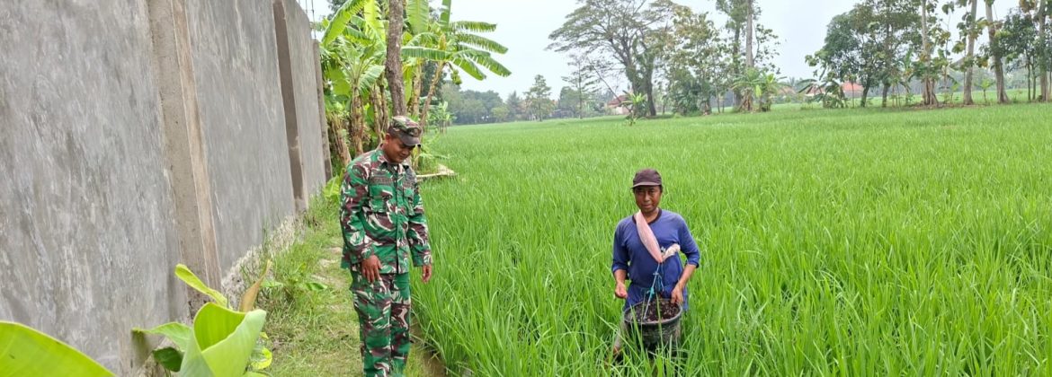 Anggota Koramil 1605/Sukagumiwang Laksanakan Monitoring dan Pendampingan Pertanian di Desa Gedangan