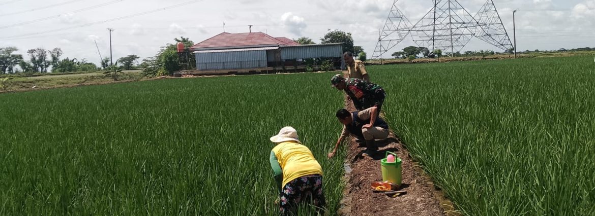 Babinsa Koramil 1611/Losarang Laksanakan Monitoring dan Pendampingan Pertanian di Desa Puntang