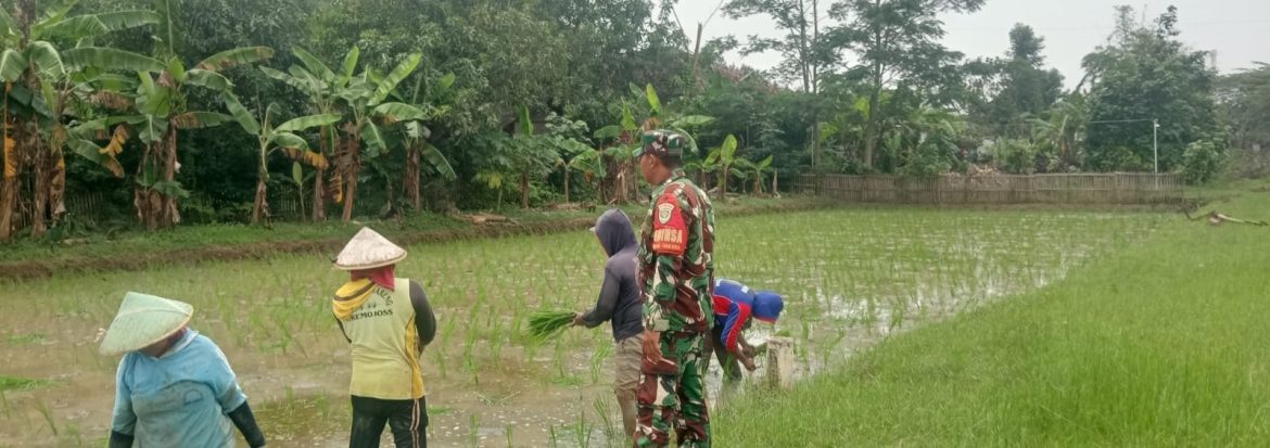 Babinsa Koramil 1608/Karangampel Laksanakan Pendampingan Pertanian LTT di Desa Dukuh Jeruk