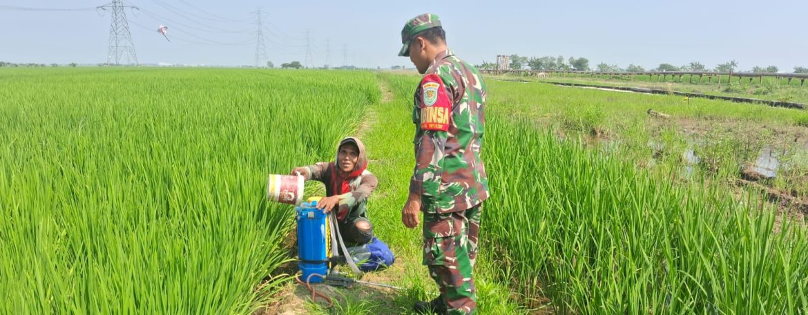 Babinsa Koramil 1611/Losarang Laksanakan Pendampingan Pertanian di Desa Muntur