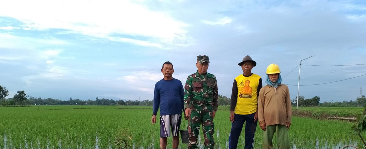 Babinsa Koramil 1605/Sukagumiwang Monitoring dan Pendampingan Pertanian di Desa Kertasemaya