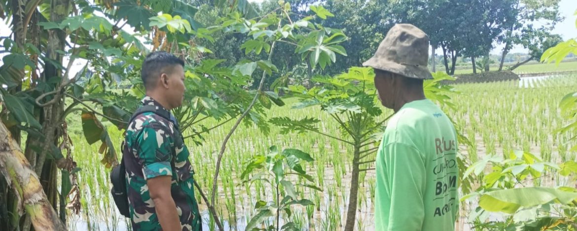 Babinsa Koramil 1603/Lohbener Laksanakan Pendampingan Pertanian di Desa Arahan Kidul
