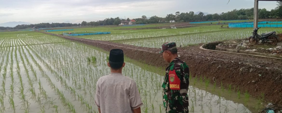 Anggota Koramil 1605/Sukagumiwang Monitoring dan Pendampingan Pertanian di Desa Gunungsari
