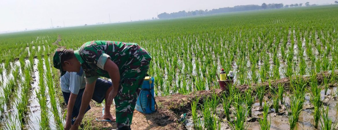 Babinsa Koramil 1605 Sukagumiwang Monitoring dan Dampingi Petani di Desa Gedangan