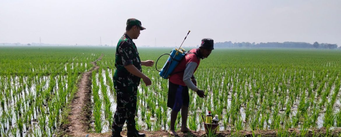Babinsa Koramil 1605/Sukagumiwang Laksanakan Monitoring dan Pendampingan Pertanian di Desa Sukawera