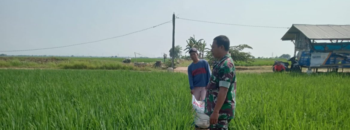 Babinsa Koramil 1605 Sukagumiwang Monitoring dan Pendampingan Pertanian di Desa Jambe