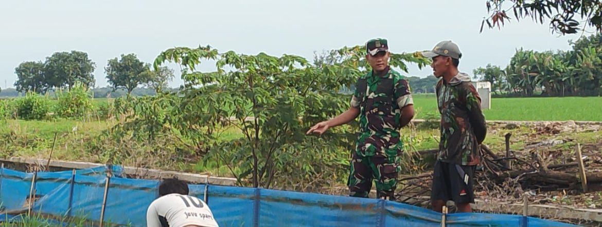 Babinsa Koramil 1605/Sukagumiwang Monitoring dan Pendampingan Pertanian di Desa Tegal Wirangrong