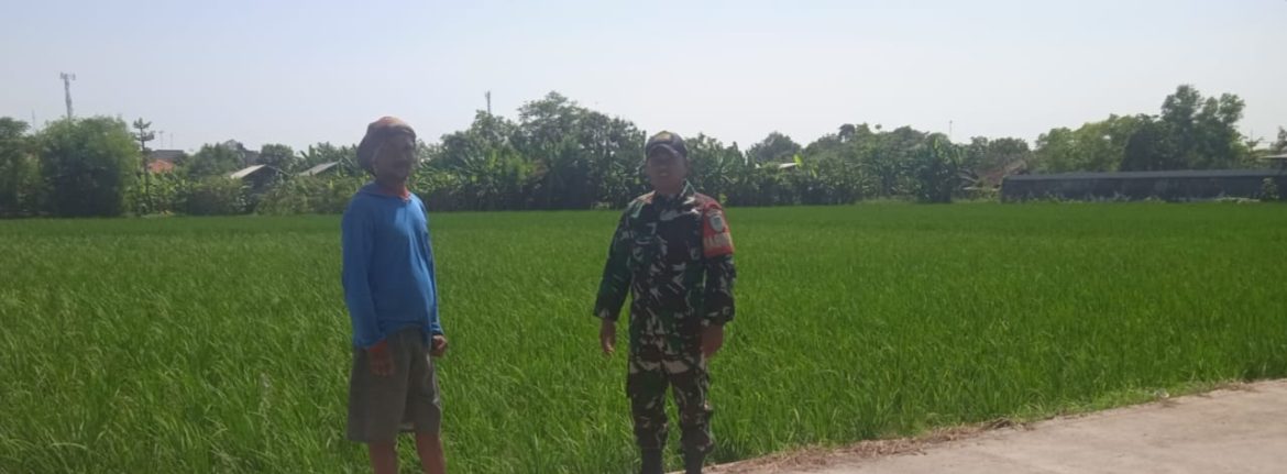 Babinsa Koramil 1611/Losarang Monitoring dan Pendampingan Pertanian di Areal Persawahan Desa Puntang