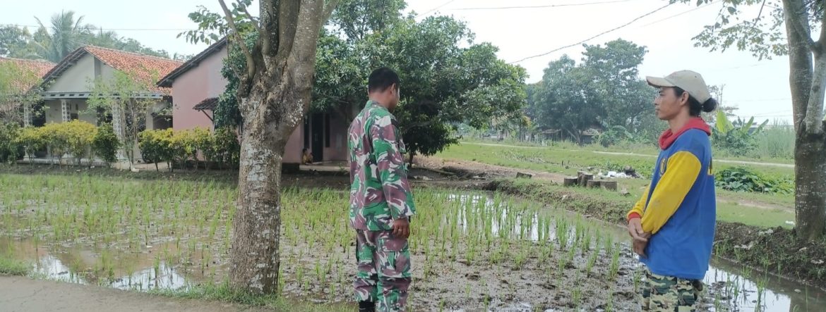Anggota Koramil 1605/Sukagumiwang Monitoring dan Pendampingan Pertanian di Desa Manguntara