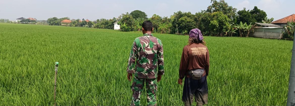 Babinsa Koramil 1605 Sukagumiwang Monitoring dan Dampingi Kegiatan Pertanian di Desa Lemahayu