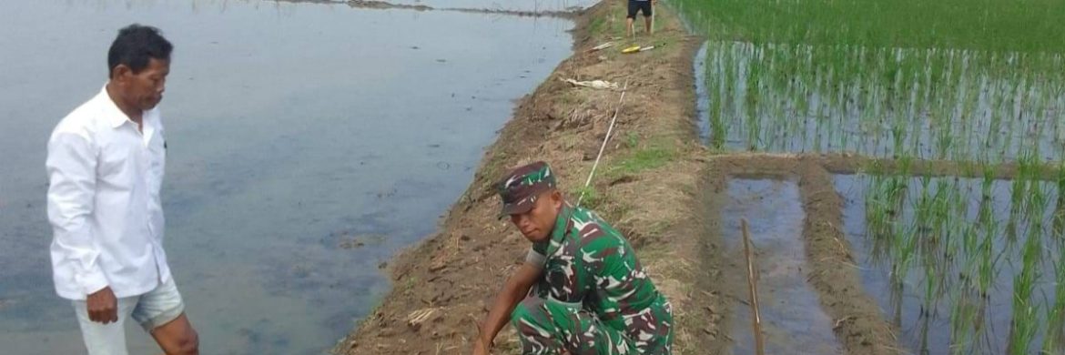 Babinsa Koramil 1605 Sukagumiwang Laksanakan Monitoring dan Pendampingan Pertanian di Desa Cadangpinggan