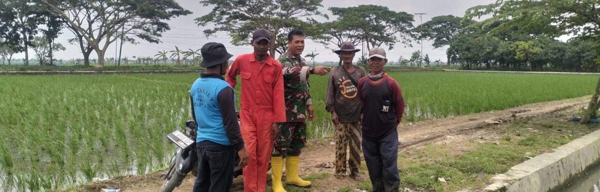 Babinsa Koramil 1601/Indramayu Komsos Bersama Petani Majakerta, Waspadai Cuaca Ekstrem