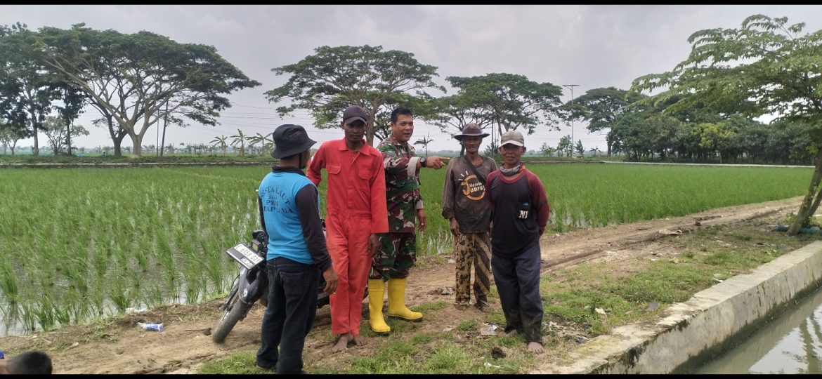 Babinsa Koramil 1601/Indramayu Komsos Bersama Petani Majakerta, Waspadai Cuaca Ekstrem