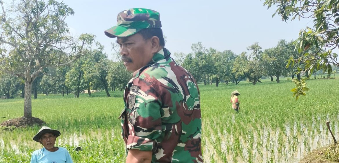 Babinsa Koramil 1605/Sukagumiwang Laksanakan Monitoring dan Pendampingan Pertanian di Desa Tenajar Lor