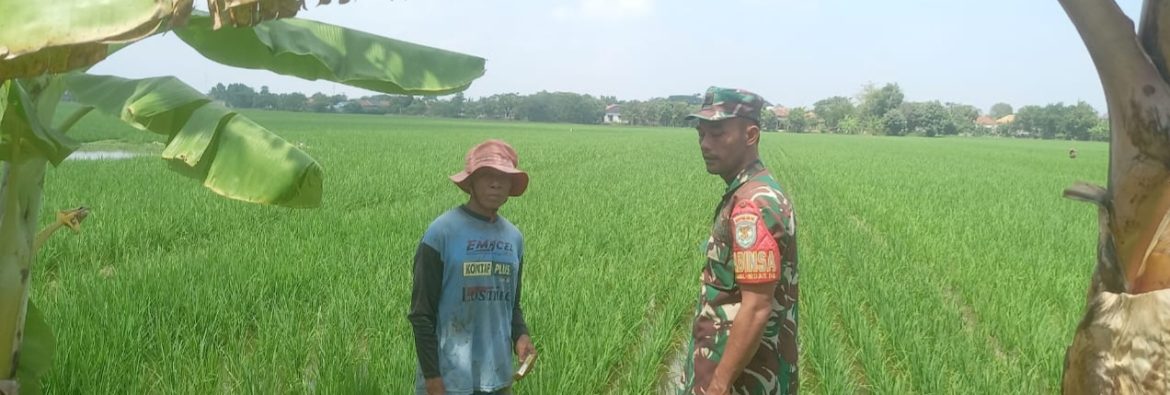 Anggota Koramil 1603/Lohbener Laksanakan Pendampingan Pertanian di Desa Kiajaran Kulon