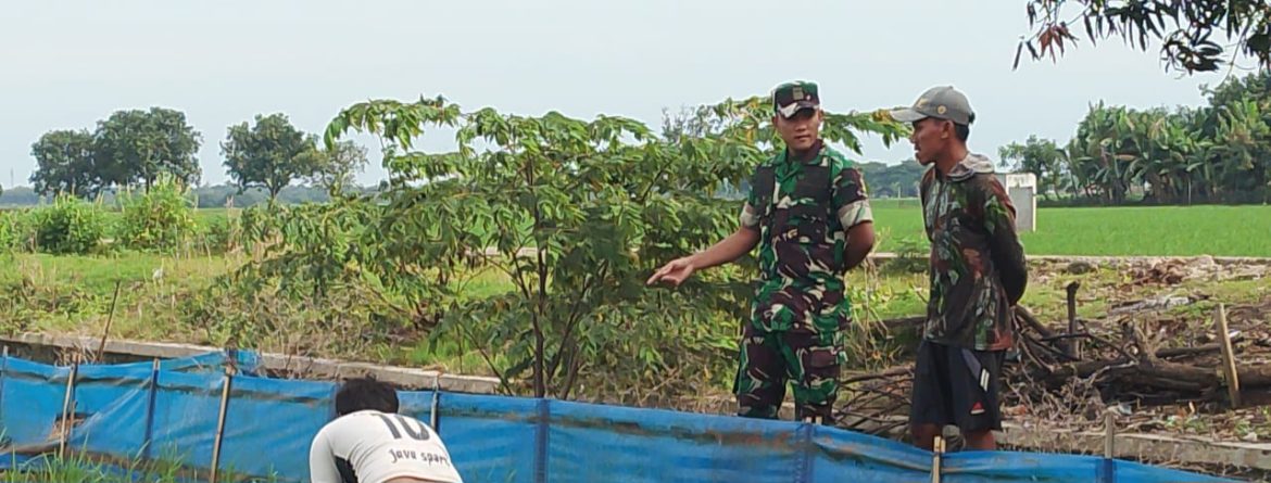 Babinsa Koramil 1605/Sukagumiwang Laksanakan Monitoring dan Pendampingan Pertanian di Desa Tegal Wirangrong