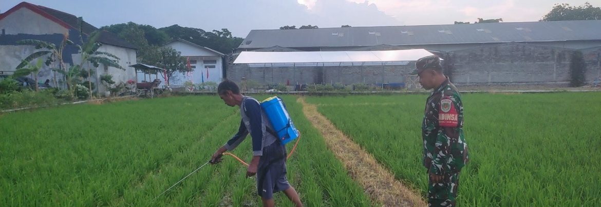 Anggota Koramil 1605/Sukagumiwang Laksanakan Monitoring dan Pendampingan Pertanian di Desa Kliwed