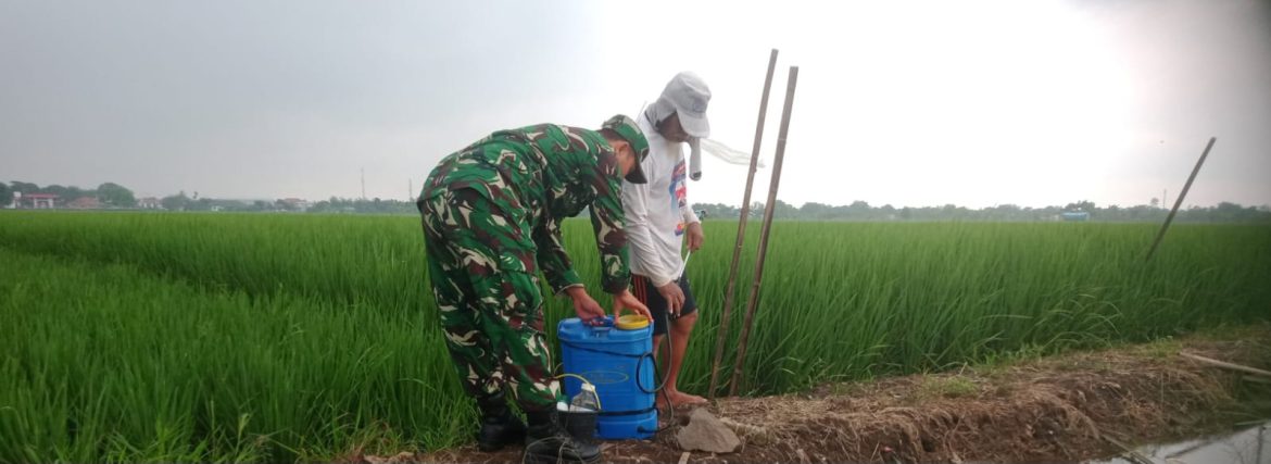 Anggota Koramil 1605 Sukagumiwang Laksanakan Monitoring dan Pendampingan Pertanian di Desa Sukawera