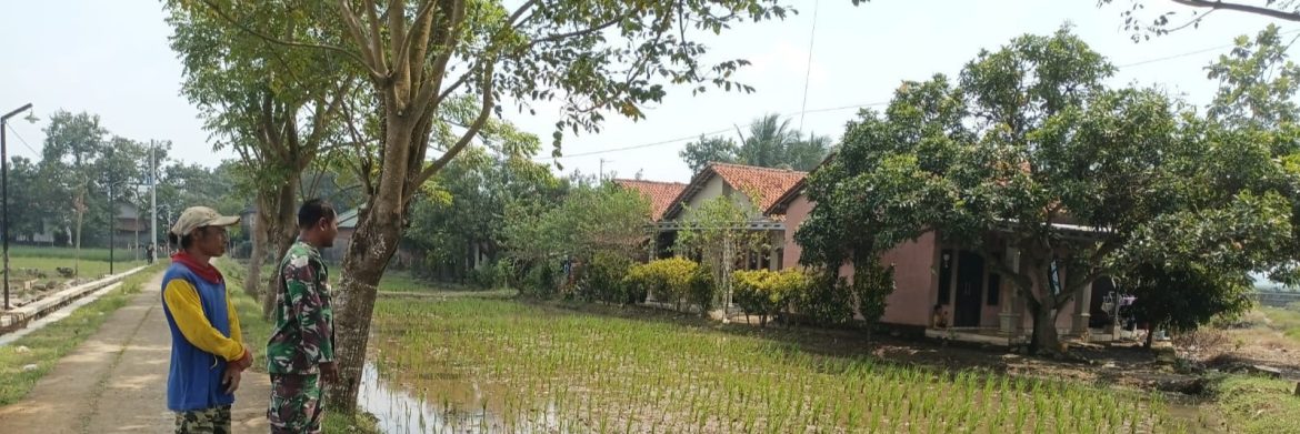 Anggota Koramil 1605 Sukagumiwang Monitoring dan Pendampingan Pertanian di Desa Manguntara
