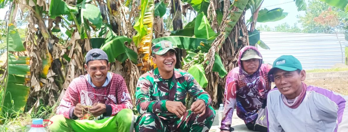 Wujudkan Ketahanan Pangan, Babinsa Koramil 1602/Sindang Laksanakan Pendampingan Pertanian di Desa Pabean Ilir