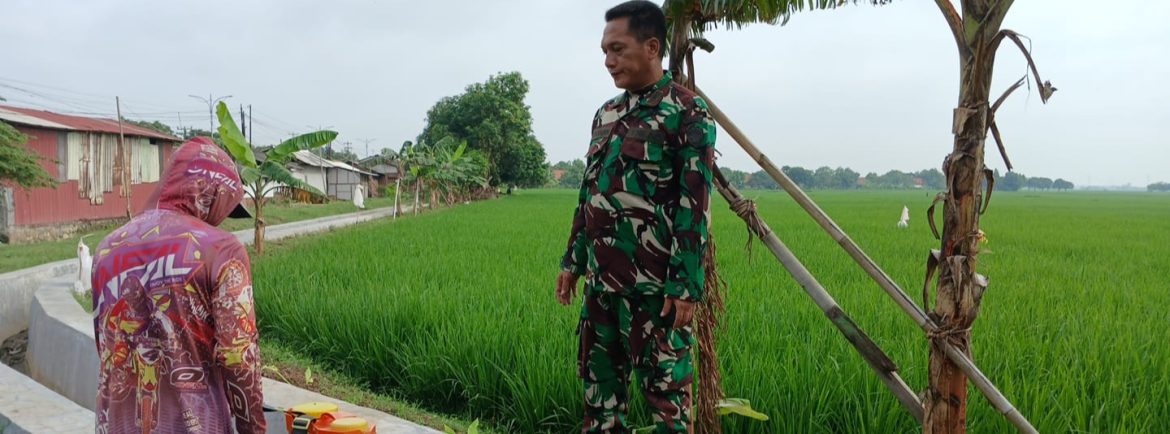 Babinsa Koramil 1605/Sukagumiwang Laksanakan Monitoring dan Pendampingan Pertanian di Desa Tulungagung