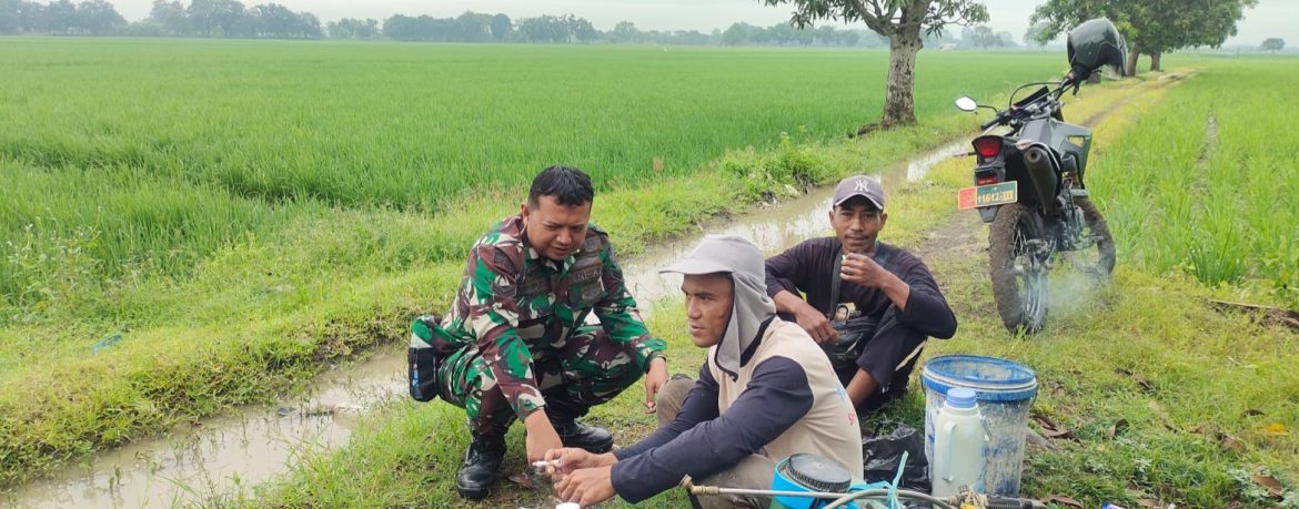 Babinsa Koramil 1603 Lohbener Intensif Dampingi Petani di Rambatan Kulon, Dorong Produktivitas Padi