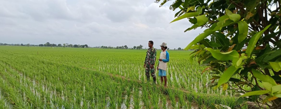 Babinsa Koramil 1605 Sukagumiwang Lakukan Monitoring dan Pendampingan Pertanian di Desa Lemahayu
