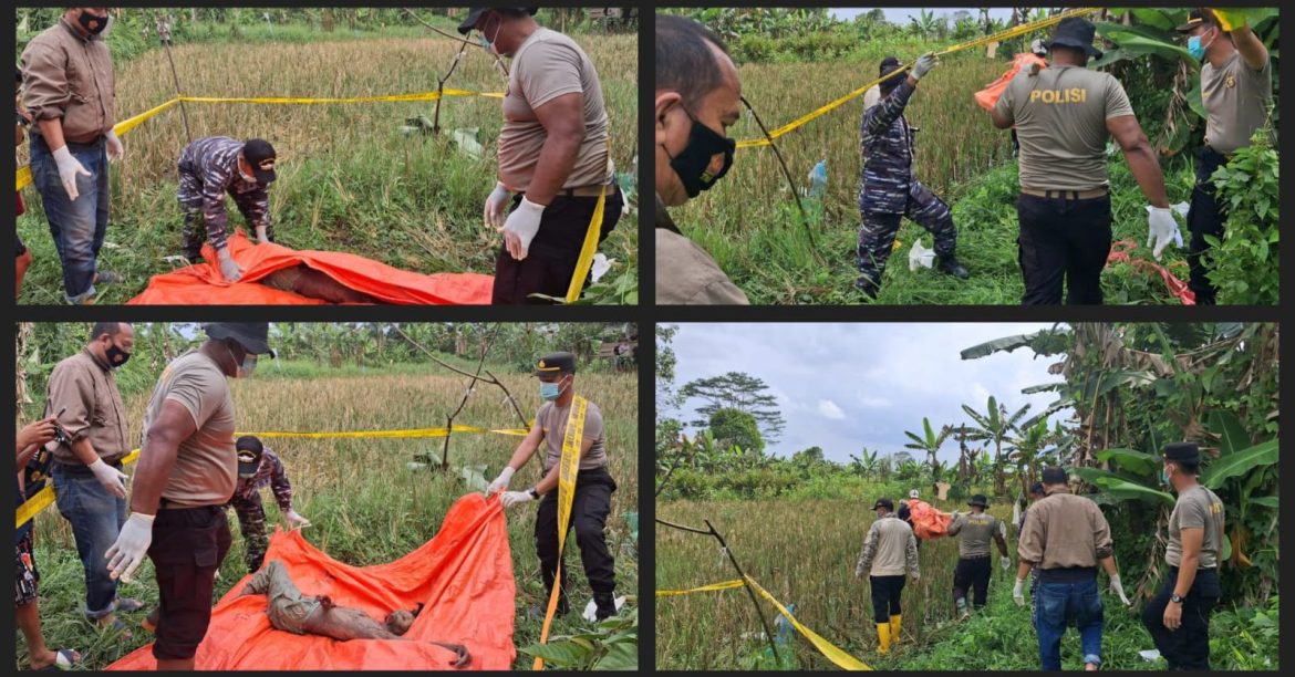 Mayat Perempuan Membusuk Ditemukan di Pinggir Sawah Banyuasin, Diduga ODGJ