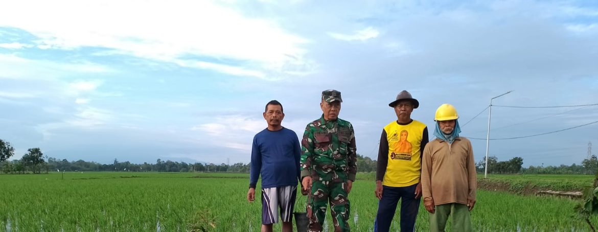 Anggota Koramil 1605 Sukagumiwang Laksanakan Monitoring dan Pendampingan Pertanian di Desa Tenajar Kidul