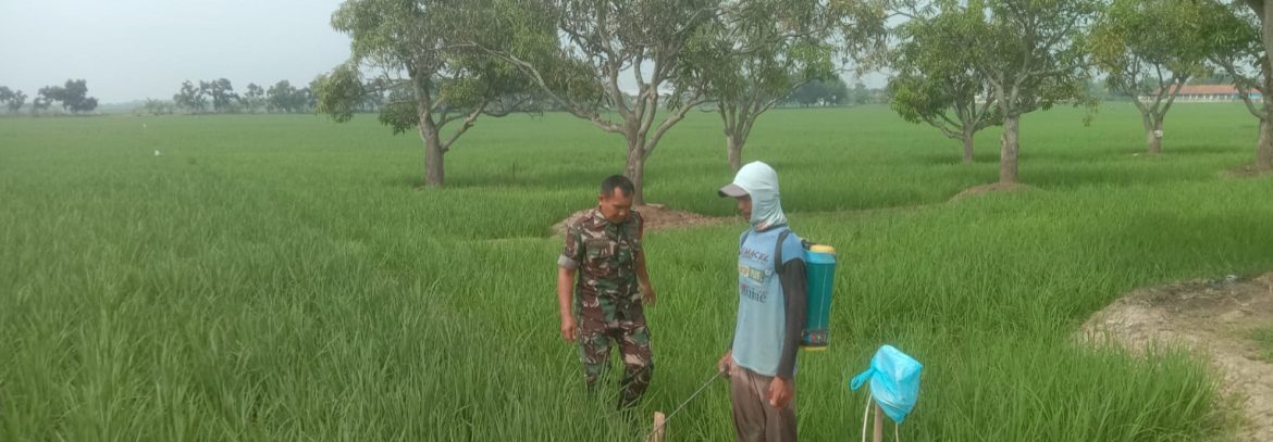 Babinsa Koramil 1605 Sukagumiwang Laksanakan Monitoring dan Pendampingan Pertanian di Desa Gunungsari