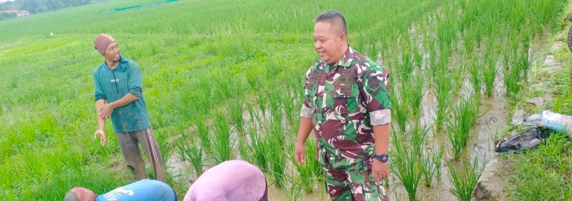 Babinsa Koramil 1605/Sukagumiwang Monitoring dan Dampingi Petani di Desa Cadangpinggan