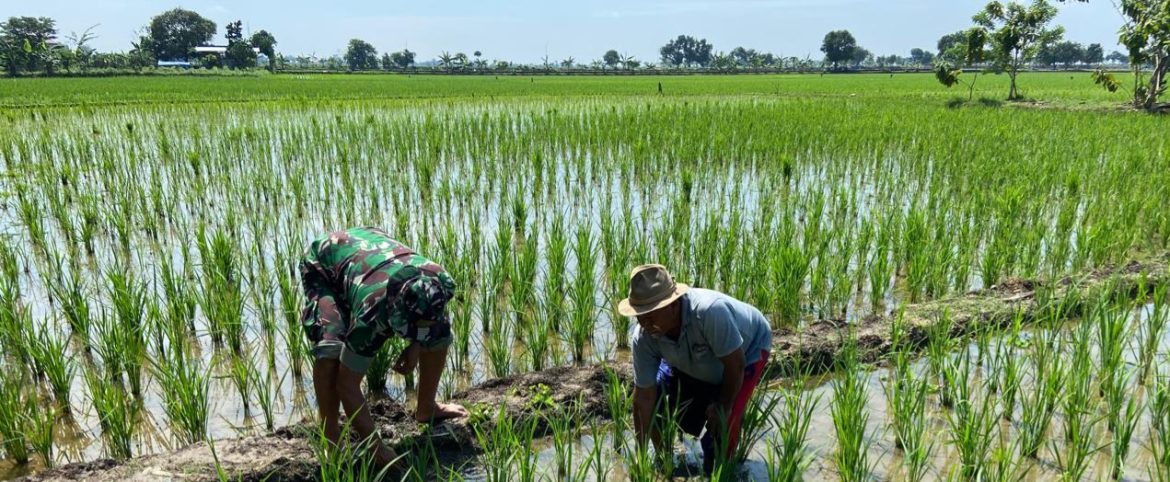 Anggota Koramil 1605 Sukagumiwang Monitoring dan Pendampingan Pertanian di Desa Jengkok