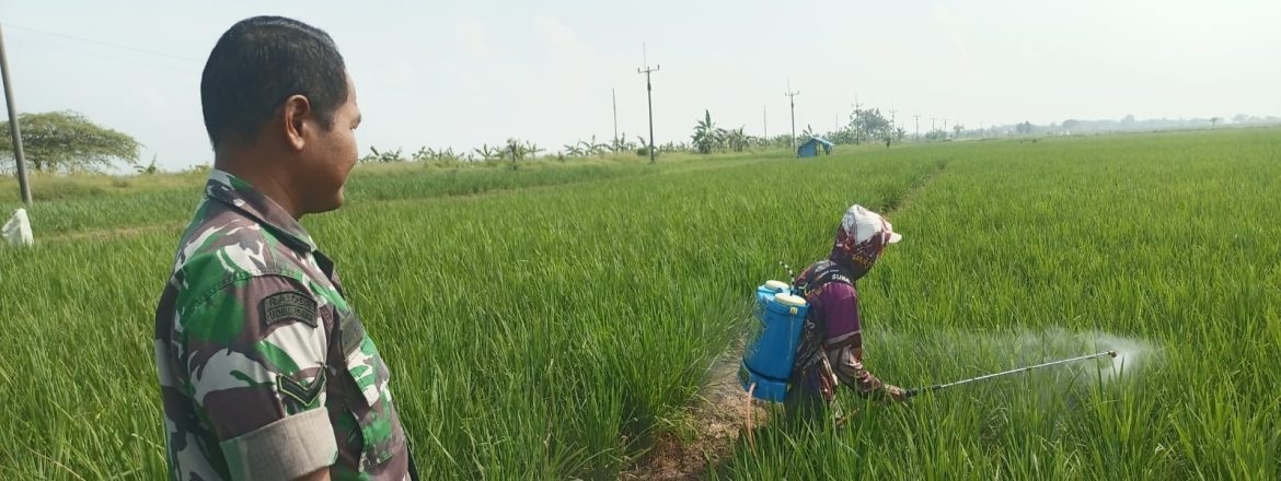 Babinsa Koramil 1605/Sukagumiwang Monitoring dan Dampingi Petani di Desa Manguntara