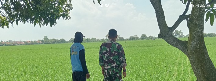 Babinsa Koramil 1603/Lohbener Dampingi Petani di Desa Cidempet, Optimalkan Produktivitas Padi