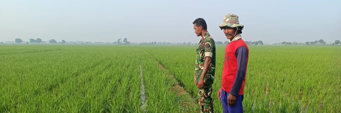 Babinsa Koramil 1605/Sukagumiwang Laksanakan Monitoring dan Pendampingan Pertanian di Desa Lemahayu