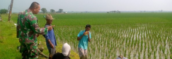 Babinsa Koramil 1603/Lohbener Laksanakan Pendampingan Pertanian di Desa Pranggong