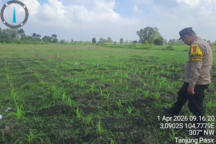 Polsek Pemulutan Ogan ilir Monitoring Perkembangan Jagung Pipil Program Ketahanan Pangan di Desa Tanjung Pasir