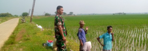 Babinsa Koramil 1603/Lohbener Laksanakan Pendampingan Pertanian di Desa Tawangsari