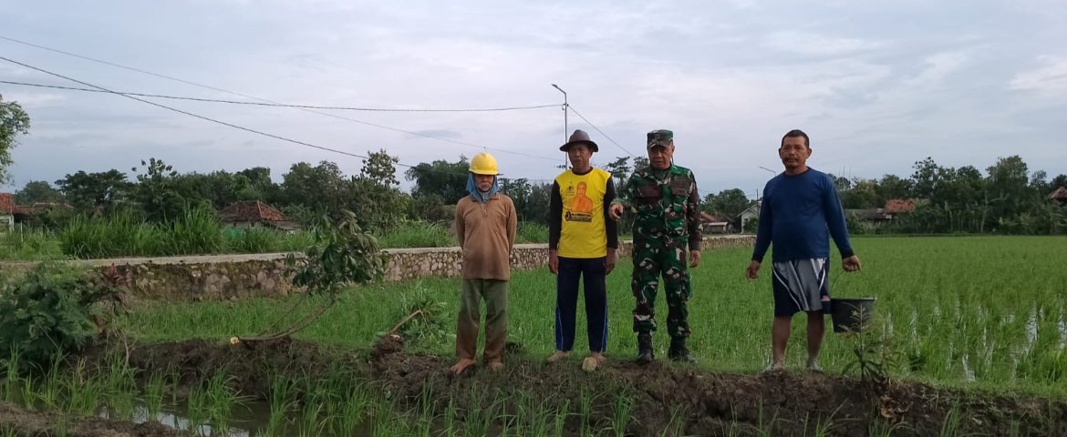 Babinsa Koramil 1605/Sukagumiwang Monitoring dan Dampingi Pertanian di Desa Tenajar Kidul